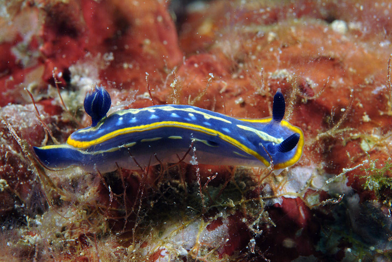 Hypselodoris tricolor